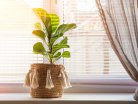 Pokojové rosltiny v interiéru