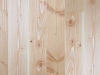 borovice douglaska 1