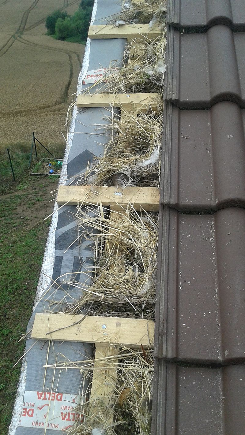 hnizdeni-ptactva-na-strese