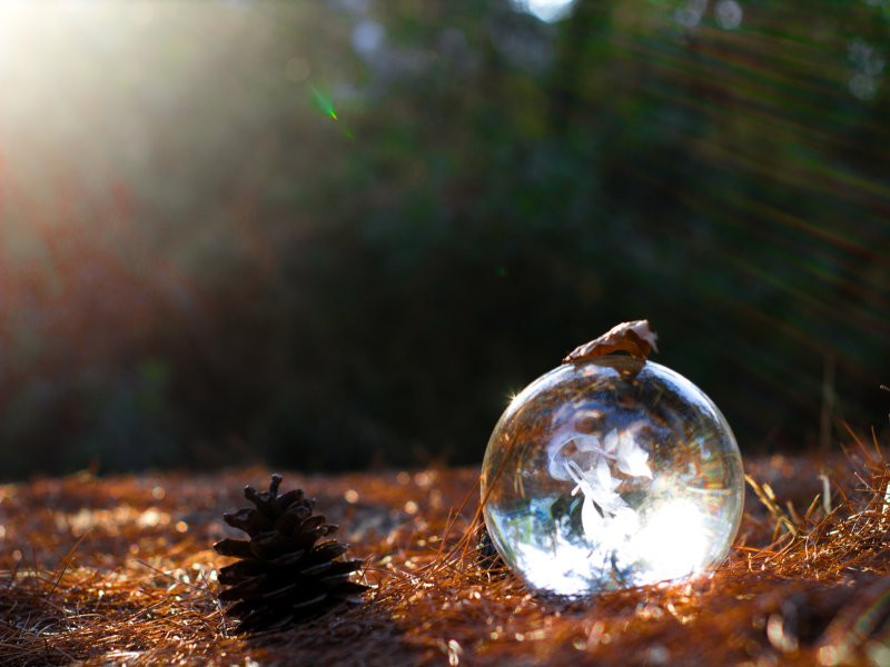 dreamstime nature christmas