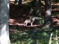 Vlk v zoologick&eacute; zahradě v Bavorsk&eacute;m lese