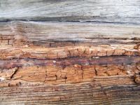 01 pocatky hnede hniloby