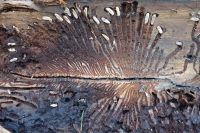 Je dřevo ze stromů napadených kůrovcem nekvalitní? Podle odborníků je to nesmysl