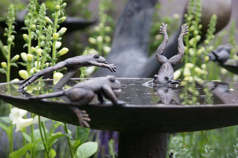 ptaci-pitko-vodni-prvek