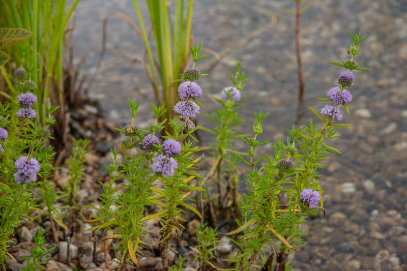 DrevoaStavby.cz Stavba a údržba jezírka s Michalem Šperlingem 9 DrevoaStavby.cz Stavba a údržba jezírka s Michalem Šperlingem 9