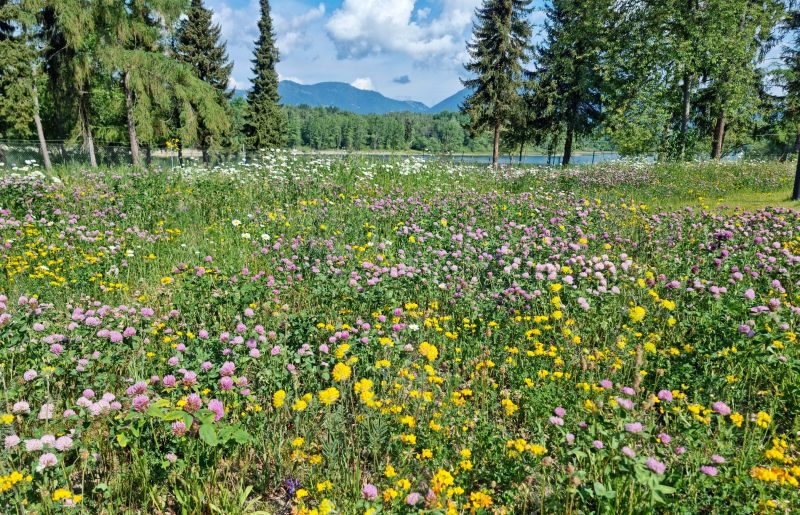 DrevoaStavby.cz Srub z mohutných smrkových kulatin Slovensko DrevoaStavby.cz Srub z mohutných smrkových kulatin Slovensko 5