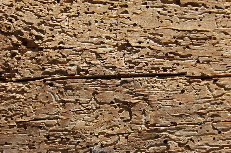 dřevo napadené_hmyzem