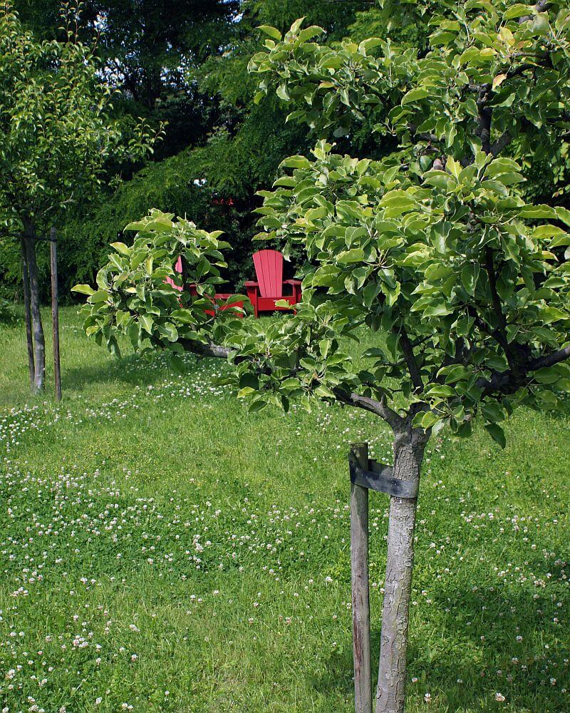 obytna-zahrada-cesky-travnik-ovocen-stromy-cerveny-zahradni-nabytek