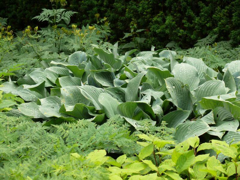 zahrada-zelene-rostliny