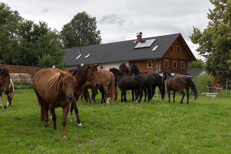 masivni-drevostavba-poloroubenka-cetenov-rekonstrukce-exterier-pastvina-kone
