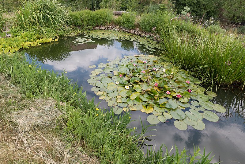 navsteva-drevostavby-voda-nad-zlato-zahradni-jezirko