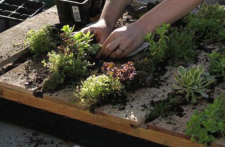 drevene-palety-v-zahrade-sazeni-rostlin