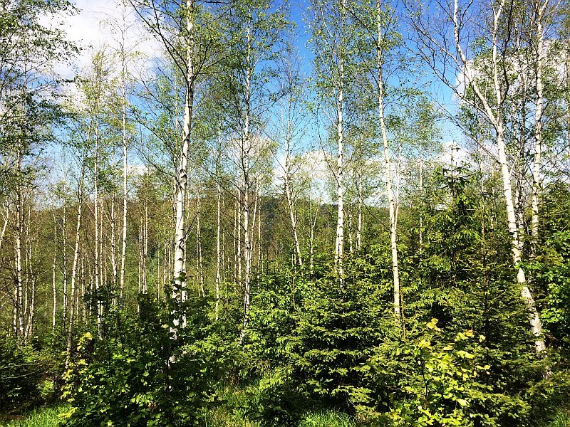 brezovy-les-se-spodnim-patrem-mladych-stromu-foto-ales-erber