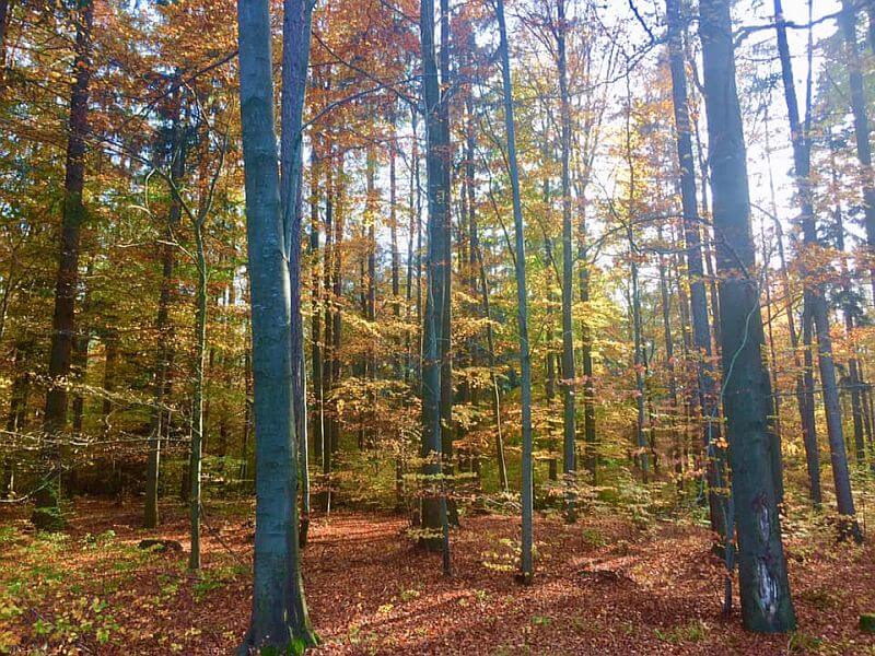 les-listnaty-Ales-Erber