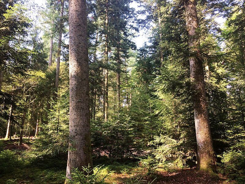 smrky-foto-Ales-Erber