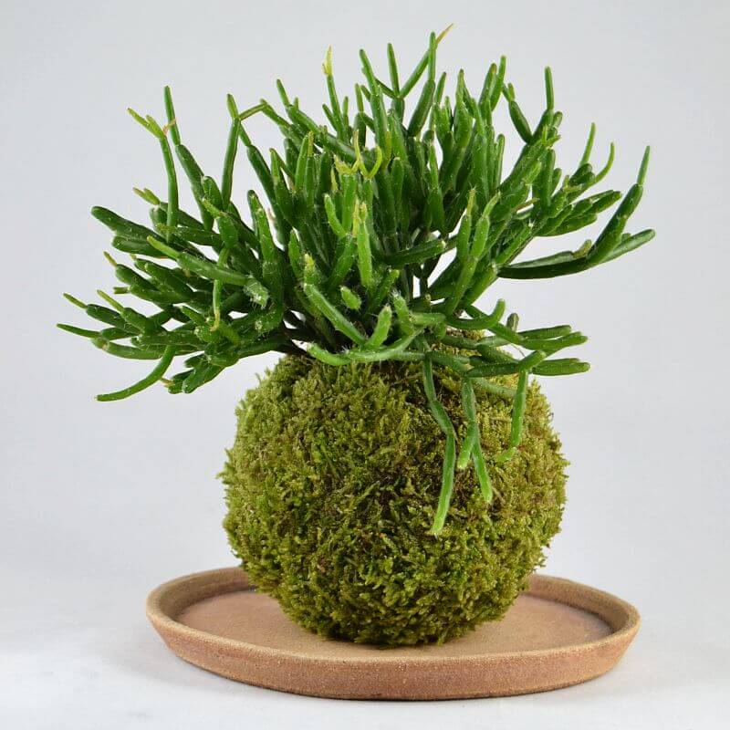 rhipsalis-vesak-v-podobe-kokedamy-petra-smetanova