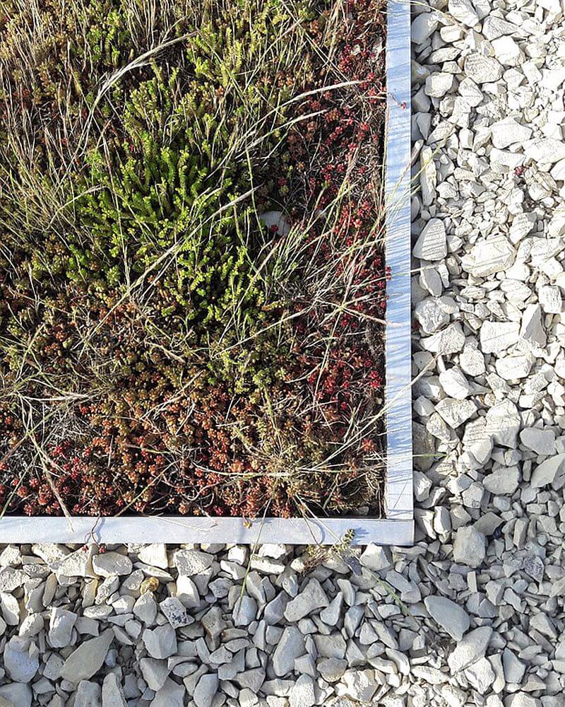 zelena-extenzivni-strecha-detail-vila-sophia