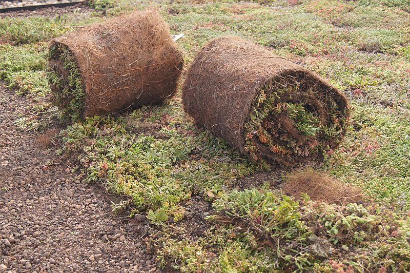zelena-extenzivni-strecha-rozchodnikove-rohoze