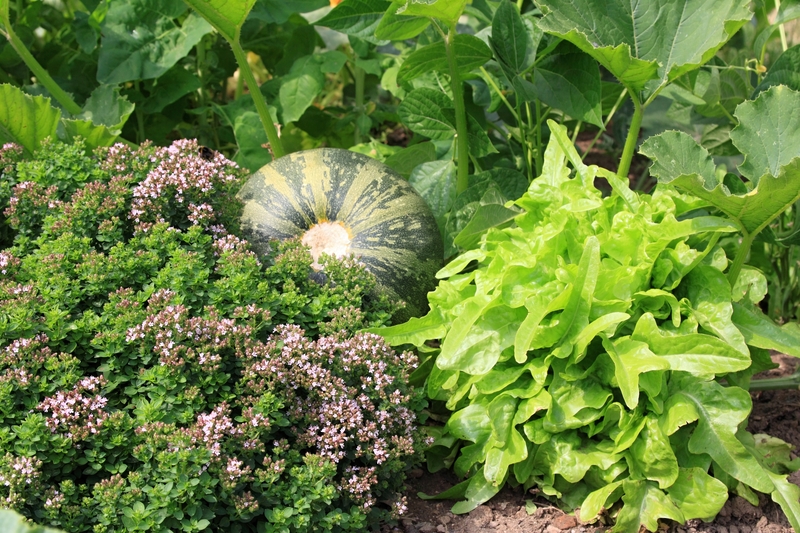 2 jak-na-zahrade-spravne-sazet