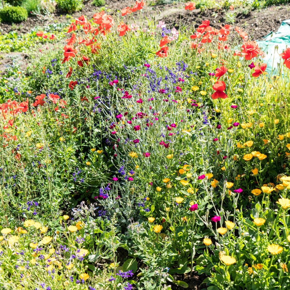 jak-na-zahrade-spravne-sazet