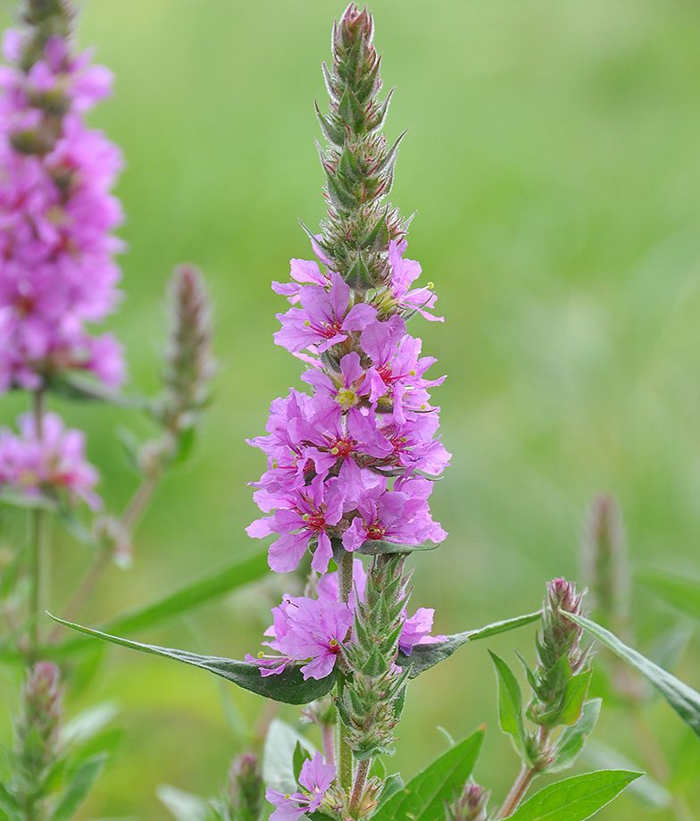 Rostliny v kořenové čističce odpadních vod - Kyprej vrbice.