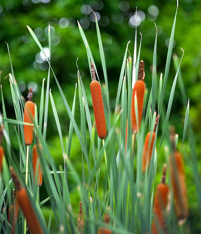 Rostliny v kořenové čističce odpadních vod - Orobinec úzkolistý.