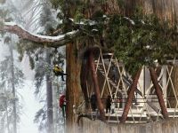 dřevostavba v dutině stromu