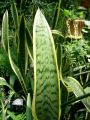 bSansevieria_trifasciata2